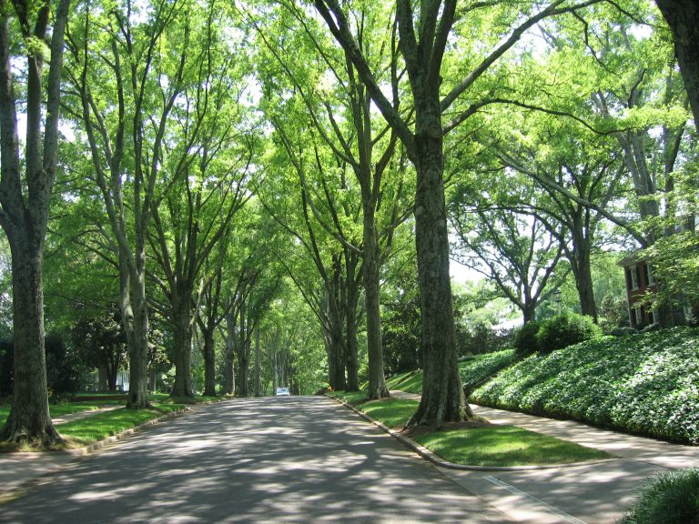 Myers Park Tree Lined Street