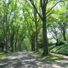 Myers Park Tree Lined Street